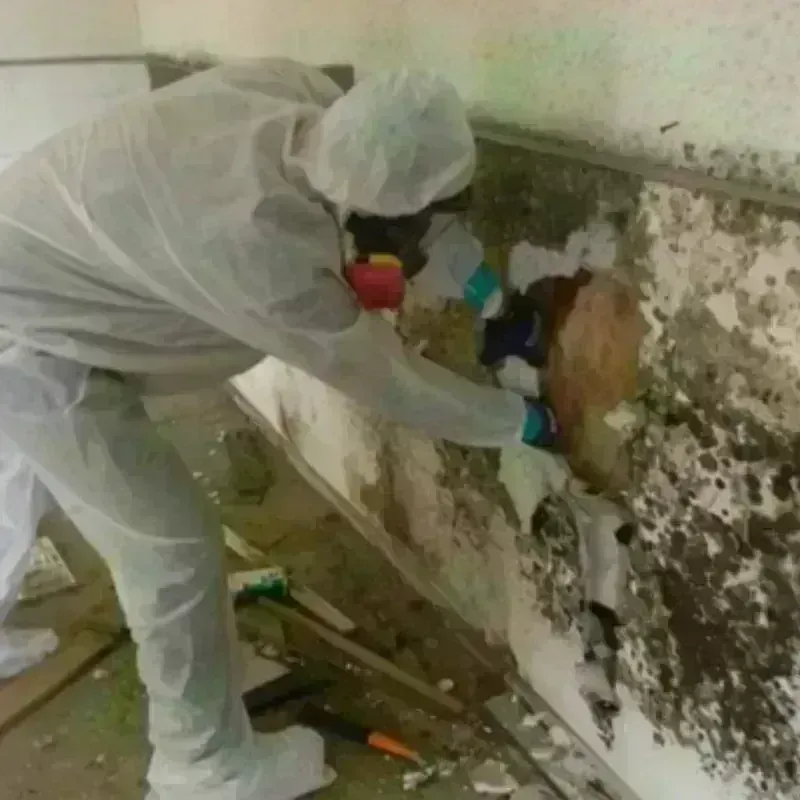 Mold Remediation and Removal in Pulaski, VA